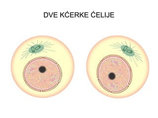 DVE KĆERKE ĆELIJE
 