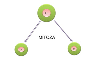 2n




     MITOZA

2n            2n
 