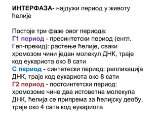 ИНТЕРФАЗА- најдужи период у животу
ћелије

Постоје три фазе овог периода:
Г1 период - пресинтетски период (енгл.
Геп-прекид): растење ћелије, сваки
хромозом чини један молекул ДНК, траје
код еукариота око 8 сати
С период - синтетески период: репликација
ДНК, траје код еукариота око 8 сати
Г2 период - постсинтетски период:
хромозоме чине два истоветна молекула
ДНК, ћелија се припрема за ћелијску деобу,
траје око 4 сата код еукариота
 