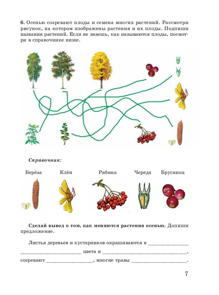 Гранат грузия. Созрели плоды и семена у растений. Созревающий плод. Созревают плоды. Деревья и плоды.