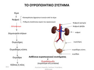 ΤΟ ΟΥΡΟΠΟΙΗΤΙΚΟ ΣΥΣΤΗΜΑ

           Αίμα
                      -Κατακράτηση άχρηστων ουσιών από το αίμα
        Νεφροί
                      - Ρύθμιση ποσότητας νερού του οργανισμού
                                                                             Νεφρική αρτηρία
        Φιλτράρισμα                                                          Νεφρική φλέβα


                                                                                νεφροί
   Δημιουργία ούρων


        Ουρητήρες                                                             ουρητήρες



       Ουροδόχος κύστη                                                       ουροδόχος κύστη

                                                                             ουρήθρα

         Ουρήθρα             Ασθένεια ουροποιητικού συστήματος
                                             Ουρολοίμωξη
                                        (συχνότερα στη γυναίκα)
       Κόλπος ή πέος
2012                                 Δημήτρης Καρατζάς, Βιολόγος-Υποψήφιος
                                                  Διδάκτορας
 