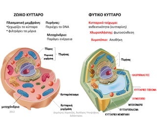 ΖΩΙΚΟ ΚΥΤΤΑΡΟ                                       ΦΥΤΙΚΟ ΚΥΤΤΑΡΟ
   Πλασματική μεμβράνη:    Πυρήνας:                        Κυτταρικό τοίχωμα:
   •ξεχωρίζει το κύτταρο   Περιέχει το DNA                 ανθεκτικότητα (κυτταρίνη)
   • φιλτράρει τα μόρια                                     Χλωροπλάστης: φωτοσύνθεση
                           Μιτοχόνδριο:
                           Παράγει ενέργεια                  Χυμοτόπιο: Αποθήκη




μιτοχόνδριο
    2012                       Δημήτρης Καρατζάς, Βιολόγος-Υποψήφιος
                                            Διδάκτορας
 