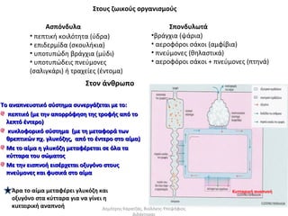 Στους ζωικούς οργανισμούς

                Ασπόνδυλα                                        Σπονδυλωτά
          • πεπτική κοιλότητα (ύδρα)                       •βράγχια (ψάρια)
          • επιδερμίδα (σκουλήκια)                         • αεροφόροι σάκοι (αμφίβια)
          • υποτυπώδη βράγχια (μύδι)                       • πνεύμονες (θηλαστικά)
          • υποτυπώδεις πνεύμονες                          • αεροφόροι σάκοι + πνεύμονες (πτηνά)
          (σαλιγκάρι) ή τραχείες (έντομα)
                                Στον άνθρωπο

Το αναπνευστικό σύστημα συνεργάζεται με το:
  πεπτικό (με την απορρόφηση της τροφής από το
  λεπτό έντερο)
  κυκλοφορικό σύστημα (με τη μεταφορά των
  θρεπτικών πχ. γλυκόζης, από το έντερο στο αίμα)
  Με το αίμα η γλυκόζη μεταφέρεται σε όλα τα
  κύτταρα του σώματος
  Με την εισπνοή εισέρχεται οξυγόνο στους
  πνεύμονες και φυσικά στο αίμα

   Άρα το αίμα μεταφέρει γλυκόζη και                                                Κυτταρική αναπνοή
   οξυγόνο στα κύτταρα για να γίνει η
   κυτταρική αναπνοή
     2012                           Δημήτρης Καρατζάς, Βιολόγος-Υποψήφιος
                                                   Διδάκτορας
 