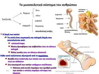 To μυοσκελετικό σύστημα του ανθρώπου
                                      Άνω
                         Άκρων                              αυχενικοί
                                      κάτω
                                                             θωρακικοί
 Σκελετός
                                     κεφαλή
                                                              οσφυϊκοί
                        κορμού        θώρακας
                                                                  ιεροί

                                      σπονδυλική στήλη
  Η δομή των οστών
       Τα οστά είναι συμπαγείς και σκληρές δομές που
       αποτελούνται από:
           οστεοκύτταρα
           Άλατα φωσφόρου και ασβεστίου που τα κάνουν
           σκληρά
           Άλλες ουσίες που τα κάνουν ελαστικά
Κάθε οστό καλύπτεται εξωτερικά από το περιόστεο
       Βοηθά στην ανάπτυξη των οστών και την επούλωση
       τους αν σπάσουν
       Στο εσωτερικό των οστών υπάρχουν κοιλότητες
             Κάποιες από αυτές περιέχον τον ερυθρό μυελό
     2012    των οστών ο οποίος παράγει κύτταρα του    Δημήτρης Καρατζάς, Βιολόγος-Υποψήφιος
             αίματος                                                Διδάκτορας
 