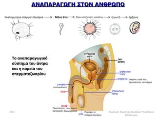 ΑΝΑΠΑΡΑΓΩΓΗ ΣΤΟΝ ΑΝΘΡΩΠΟ

Εκατομμύρια σπερματοζωάρια     Μόνο ένα           Γονιμοποίηση ωαρίου     ζυγωτό        έμβρυο




    Το αναπαραγωγικό
    σύστημα του άντρα
    και η πορεία του
    σπερματοζωαρίου
                                                                                        Εκκρίνει υγρό που
                                                                                        προστατεύει το σπέρμα

                             εκσπερμάτωση




                             Προστατεύει τους όρχεις
   2012                      Κατάλληλη θερμοκρασία     Περιέχει τα      Δημήτρης Καρατζάς, Βιολόγος-Υποψήφιος
                                                       σπερματοζωάρια                Διδάκτορας
 