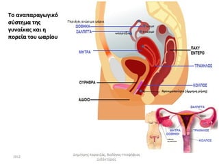 Το αναπαραγωγικό
σύστημα της
γυναίκας και η
πορεία του ωαρίου




                    Δημήτρης Καρατζάς, Βιολόγος-Υποψήφιος
 2012
                                 Διδάκτορας
 
