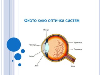 Око 3 а ос