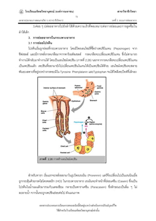 โรงเรียนมหิดลวิทยานุสรณ์ (องค์การมหาชน)                                              สาขาวิชาชีววิทยา
                                                   71
เอกสารประกอบการสอนรายวิชา ว 40143 ชีววิทยา3                                         บทที่ 3 ระบบการย่อยอาหาร
             3.ค่อย ๆ ปล่อยอาหารไปยั งลาไส้ด้วยความเร็วที่พอเหมาะต่อการย่ อยและการดูดซึมใน
ลาไส้เล็ก
         3. การย่อยอาหารในกระเพาะอาหาร
         3.1 การย่อยโปรตีน
         โปรตีนเริ่มถูกย่อยที่กระเพาะอาหาร โดยมีโพรเอนไซม์ทชื่อว่าเพปซิโนเจน (Pepsinogen) จาก
                                                           ี่
ชีฟเซลล์ และมีการหลั่งกรดเกลือมาจากพาริเอตัลเซลล์ กรดเกลือจะเปลี่ยนเพปซิโนเจน ซึ่งไม่สามารถ
ทางานได้กลับมาทางานได้ โดยเป็นเอนไซม์เพปซิน (ภาพที่ 2.26) นอกจากกรดเกลือจะเปลี่ยนเพปซิโนเจน
เป็นเพปซินแล้ว เพปซินที่ออกมายังไปเปลียนเพปซินโนเจนให้เป็นเพปซินได้ด้วย เอนไซม์เพปซินจะสลาย
                                         ่
พันธะเฉพาะที่อยู่ระหว่างกรดอะมิโน Tyrosine Phenylalanin และTyptophan จนได้โพลีเพปไทด์ที่เล็กลง




                    ภาพที่ 2.26 การสร้างเอนไซม์เพปซิน



       สาหรับทารก เริ่มแรกจะหลั่งออกมาในรูปโพรเรนนิน (Prorennin) แลว้จึงเปลี่ยนไปเป็นเรนนินเมื่อ
ถูกกระตุนด้วยกรดไฮโดรคลอริก (HCl) ในกระเพาะอาหาร เรนนินจะทาหน้าทีย่อยเคซีน (Casein) ซึ่งแป็น
        ้                                                          ่
โปรตีนในน้านมแล้วมารวมกับแคลเซียม กลายเป็นพาราเคซีน (Paracasein) ซึ่งลักษณะเป็นลิ่ม ๆ ไม่
ละลายน้า จากนั้นจะถูกเพปซินย่อยต่อไป ดังแผนภาพ

                   เอกสารประกอบการเรียนการสอนฉบับนี้ยังอยู่ระหว่างดาเนินการปรับปรุงแก้ไข
                                ใช้สาหรับโรงเรียนมหิดลวิทยานุสรณ์เท่านั้น
 
