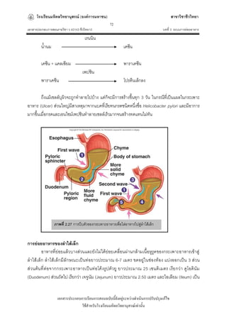 โรงเรียนมหิดลวิทยานุสรณ์ (องค์การมหาชน)                                              สาขาวิชาชีววิทยา
                                                    72
เอกสารประกอบการสอนรายวิชา ว 40143 ชีววิทยา3                                         บทที่ 3 ระบบการย่อยอาหาร
                                      เรนนิน
         น้านม                                              เคซีน

         เคซีน + แคลเซียม                                   พาราเคซีน
                                    เพปซิน
         พาราเคซีน                                          โปรตีนเล็กลง

        ถึงแม้เซลล์บุผิวจะถูกทาลายไปบ้าง แต่ก็จะมีการสร้างขึ้นทุก 3 วัน ในกรณีที่เป็นแผลในกระเพาะ
อาหาร (Ulcer) ส่วนใหญ่มีสาเหตุมาจากแบคที่เรียทนกรดชนิดหนึ่งชื่อ Helicobacter pylori และมีอาการ
มากขึ้นเมื่อกรดและเอนไซม์เพปซินทาลายเซลล์เร็วมากจนสร้างทดแทนไม่ทัน




                 ภาพที่ 2.27 การบีบตัวของกระเพาะอาหารเพื่อไล่อาหารไปสู่ลาไส้เล็ก


การย่อยอาหารของล้าไส้เล็ก
         อาหารที่ย่อยแล้วบางส่วนและยังไม่ได้ย่อยเคลื่อนผ่านกล้ามเนื้อหูรูดของกระเพาะอาหารเข้าสู่
ลาไส้เ ล็ก ลาไส้เ ล็ก มีลัก ษณะเป็ นท่อยาวประมาณ 6-7 เมตร ขดอยู่ใ นช่องท้อง แบ่ งออกเป็ น 3 ส่วน
ส่วนต้น ที่ ต่อจากกระเพาะอาหารเป็ น ท่อโค้ งรูป ตัวยู ยาวประมาณ 25 เซนติ เ มตร เรีย กว่า ดูโอดินั ม
(Duodenum) ส่วนถัดไป เรียกว่า เจจูนัม (Jejunum) ยาวประมาณ 2.50 เมตร และไอเลียม (Ileum) เป็น


                   เอกสารประกอบการเรียนการสอนฉบับนี้ยังอยู่ระหว่างดาเนินการปรับปรุงแก้ไข
                                ใช้สาหรับโรงเรียนมหิดลวิทยานุสรณ์เท่านั้น
 