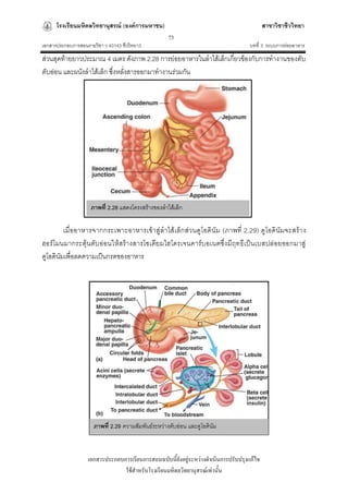 โรงเรียนมหิดลวิทยานุสรณ์ (องค์การมหาชน)                                              สาขาวิชาชีววิทยา
                                                     73
เอกสารประกอบการสอนรายวิชา ว 40143 ชีววิทยา3                                         บทที่ 3 ระบบการย่อยอาหาร
ส่วนสุดท้ายยาวประมาณ 4 เมตร ดังภาพ 2.28 การย่อยอาหารในลาไส้เล็กเกี่ยวข้องกับการทางานของตับ
ตับอ่อน และผนังลาไส้เล็ก ซึ่งหลั่งสารออกมาทางานร่วมกัน




                     ภาพที่ 2.28 แสดงโครงสร้างของลาไส้เล็ก

         เมื่ออาหารจากกระเพาะอาหารเข้าสู่ลาไส้เ ล็ก ส่วนดูโอดินัม (ภาพที่ 2.29) ดูโอดินัมจะสร้า ง
ฮอร์โมนมากระตุ้ น ตับ อ่อนให้สร้างสารโซเดีย มไฮโดรเจนคาร์บ อเนตซึ่งมีฤทธืเ ป็น เบสปล่อยออกมาสู่
ดูโอดินัมเพื่อลดความเป็นกรดของอาหาร




                      ภาพที่ 2.29 ความสัมพันธ์ระหว่างตับอ่อน และดูโอดินัม



                   เอกสารประกอบการเรียนการสอนฉบับนี้ยังอยู่ระหว่างดาเนินการปรับปรุงแก้ไข
                                ใช้สาหรับโรงเรียนมหิดลวิทยานุสรณ์เท่านั้น
 