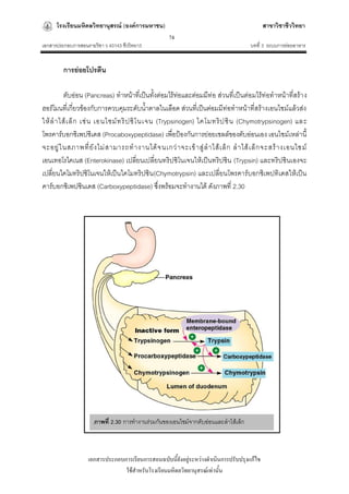 โรงเรียนมหิดลวิทยานุสรณ์ (องค์การมหาชน)                                              สาขาวิชาชีววิทยา
                                                    74
เอกสารประกอบการสอนรายวิชา ว 40143 ชีววิทยา3                                           บทที่ 3 ระบบการย่อยอาหาร


         การย่อยโปรตีน

         ตับอ่อน (Pancreas) ทาหน้าที่เป็นทั้งต่อมไร้ท่อและต่อมมีท่อ ส่วนที่เป็นต่อมไร้ท่อทาหน้าที่สร้า ง
ฮอร์โมนที่เกี่ยวข้องกับการควบคุมระดับน้าตาลในเลือด ส่วนที่เป็นต่อมมีท่อทาหน้าที่สร้างเอนไซม์แล้วส่ง
ให้ ล าไส้ เ ล็ ก เช่ น เอนไซม์ ท ริ ป ซิ โ นเจน (Trypsinogen) ไคโมทริ ป ซิ น (Chymotrypsinogen) และ
โพรคาร์บอกซิเพปซิเดส (Procaboxypeptidase) เพื่อป้องกันการย่อยเซลล์ของตับอ่อนเอง เอนไซม์เหล่านี้
จะอยู่ ใ นสภาพที่ ยั ง ไม่ ส ามารถท างานได้ จ นเกว่ า จะเข้ า สู่ ล าไส้ เ ล็ ก ล าไส้ เ ล็ ก จะสร้ า งเอนไซม์
เอนเทอโรไคเนส (Enterokinase) เปลี่ยนเปลี่ยนทริปซิโนเจนให้เป็นทริปซิน (Trypsin) และทริปซินเองจะ
เปลี่ยนไคโมทริปซิโนเจนให้เป็นไคโมทริปซิน (Chymotrypsin) และเปลี่ยนโพรคาร์บอกซิเพปทิเดสให้เป็น
คาร์บอกซิเพปซินเดส (Carboxypeptidase) ซึ่งพร้อมจะทางานได้ ดังภาพที่ 2.30




                      ภาพที่ 2.30 การทางานร่วมกันของเอนไซม์จากตับอ่อนและลาไส้เล็ก



                   เอกสารประกอบการเรียนการสอนฉบับนี้ยังอยู่ระหว่างดาเนินการปรับปรุงแก้ไข
                                ใช้สาหรับโรงเรียนมหิดลวิทยานุสรณ์เท่านั้น
 