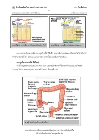 โรงเรียนมหิดลวิทยานุสรณ์ (องค์การมหาชน)                                                 สาขาวิชาชีววิทยา
                                                      77
เอกสารประกอบการสอนรายวิชา ว 40143 ชีววิทยา3                                              บทที่ 3 ระบบการย่อยอาหาร




ภาพที่ 2.33 การดูดซึมกรดอมิโนและโมโนแซ็กคาไรด์             ภาพที่ 2.34 การดูดซึมกรดไขมันและกลีเซอรอล


    สารอาหารเกื อบทุ ก ชนิ ด จะถู ก ดู ด ซึ มที่ ลาไส้เ ล็ ก อาหารที่ ย่ อ ยไม่ ห มดหรื อย่ อ ยไม่ ได้ เรี ย กว่ า
กากอาหาร รวมทั้งน้า วิตามิน และแร่ธาตุบางส่วนที่ไม่ถูกดูดซึมจากลาไส้เล็ก
     การดูดซึมอาหารที่ลาไส้ใหญ่
                         ้
     ลาไส้ใหญ่ของคนยาวประมาณ 1.50 เมตร ประกอบด้วยส่วนที่เรียกว่า ซีกัม (Cecum) โคลอน
(Colon) ไส้ตรง (Rectum) และ ทวารหนัก(Anus) ดังภาพที่ 2.35




                    ภาพที่ 2.35 โครงสร้างของลาไส้ใหญ่


                   เอกสารประกอบการเรียนการสอนฉบับนี้ยังอยู่ระหว่างดาเนินการปรับปรุงแก้ไข
                                ใช้สาหรับโรงเรียนมหิดลวิทยานุสรณ์เท่านั้น
 