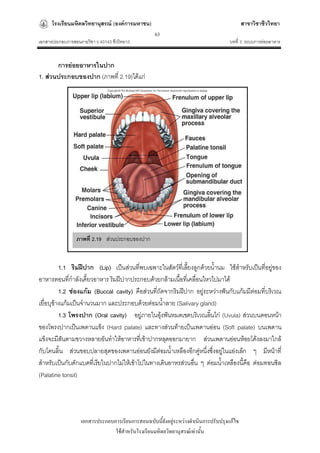 โรงเรียนมหิดลวิทยานุสรณ์ (องค์การมหาชน)                                              สาขาวิชาชีววิทยา
                                                   63
เอกสารประกอบการสอนรายวิชา ว 40143 ชีววิทยา3                                         บทที่ 3 ระบบการย่อยอาหาร


       การย่อยอาหารในปาก
1. ส่วนประกอบของปาก (ภาพที่ 2.19)ได้แก่




                 ภาพที่ 2.19 ส่วนประกอบของปาก


          1.1 ริมฝีปาก (Lip) เป็นส่วนที่พบเฉพาะในสัตว์ทเี่ ลียงลูกด้วยน้านม ใช้สาหรับเป็นที่อยู่ของ
                                                             ้
อาหารตอนที่กาลังเคี้ยวอาหาร ริมฝีปากประกอบด้วยกล้ามเนื้อทีเ่ คลื่อนไหวไปมาได้
          1.2 ช่องแก้ม (Buccal cavity) คือส่วนที่ถัดจากริมฝีปาก อยู่ระหว่างฟันกับแก้มมีต่อมที่บริเวณ
เยื่อบุข้างแก้มเป็นจานวนมาก และประกอบด้วยต่อมน้าลาย (Salivary gland)
          1.3 โพรงปาก (Oral cavity) อยู่ภายในอุ้งฟันหมดเขตบริเวณลินไก่ (Uvula) ส่วนบนตอนหน้า
                                                                      ้
ของโพรงปากเป็นเพดานแข็ง (Hard palate) และทางส่วนท้ายเป็นเพดานอ่อน (Soft palate) บนเพดาน
แข็งจะมีสันตามขวางหลายอันทาให้อาหารทีเ่ ข้าปากหลุดออกมายาก ส่วนเพดานอ่อนห้อยโค้งลงมาใกล้
กับโคนลิ้น ส่วนขอบปลายสุดของเพดานอ่อนยังมีต่อมน้าเหลืองอีกคูหนึ่งซึ่งอยูในแอ่งเล็ก ๆ มีหน้าที่
                                                                  ่        ่
สาหรับเป็นกับดักแบคที่เรียในปากไม่ให้เข้าไปในทางเดินอาหรส่วนอื่น ๆ ต่อมน้าเหลืองนี้คือ ต่อมทอนซิล
(Palatine tonsil)




                   เอกสารประกอบการเรียนการสอนฉบับนี้ยังอยู่ระหว่างดาเนินการปรับปรุงแก้ไข
                                ใช้สาหรับโรงเรียนมหิดลวิทยานุสรณ์เท่านั้น
 