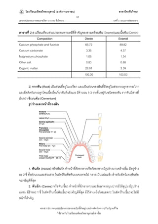 โรงเรียนมหิดลวิทยานุสรณ์ (องค์การมหาชน)                                              สาขาวิชาชีววิทยา
                                                   65
เอกสารประกอบการสอนรายวิชา ว 40143 ชีววิทยา3                                         บทที่ 3 ระบบการย่อยอาหาร


ตารางที่ 2.4 เปรียบเทียบส่วนประกอบทางเคมีที่สาคัญของสารเคลือบฟัน (Enamel)และเนื้อฟัน (Dentin)
               Composition                         Dentin                  Enamel
Calcium phosphate and fluoride                      66.72                    89.82
Calcium carbonate                                    3.36                     4.37
Magnesium phosphate                                  1.08                     1.34
Other salt                                           0.83                     0.88
Organic matter                                      28.01                     3.59
                                                   100.00                   100.00

         2) รากฟัน (Root) เป็นส่วนที่อยู่ในเหงือก และเป็นส่วนของฟันที่ฝังอยู่ในช่องกระดูกขากรรไกร
และยึดติดกับกระดูกโดยเนื้อเยื่อเกี่ยวฟันที่แข็งแรง มีจานวน 1-3 รากขึ้นอยู่กับชนิดของฟัน รากฟันมีสารที่
เรียกว่า ซีเมนตัม (Cementum)
         รูปร่างและหน้าที่ของฟัน




         1. ฟันตัด (Incisor) หรือฟันกัด ทาหน้าที่ตัดอาหารหรือกัดอาหาร มีรูปร่างบางคล้ายลิ่ม มีอยู่ข้าง
ละ 2 ซี่ ทั้งส่วนบนและส่วนล่าง ในสัตว์กินพืชฟันบนจะหายไป กลายเป็นแผ่นแข็ง สาหรับสัตว์แทะฟันตัด
จะเจริญดีที่สุด
         2. ฟันฉีก (Canine) หรือฟันเขี้ยว ทาหน้าที่ฉีกอาหารและรัก ษาทรงมุ มปากมิให้ดูบุ๋ ม มีรูปร่าง
แหลม มีข้างละ 1 ซี่ ในสัตว์กินเนื้อฟันเขี้ยวจะเจริญดีที่สุด มีไว้ล่าเหยื่อโดยเฉพาะ ในสัตว์กินเขี้ยวจะไม่มี
หน้าที่สาคัญ

                   เอกสารประกอบการเรียนการสอนฉบับนี้ยังอยู่ระหว่างดาเนินการปรับปรุงแก้ไข
                                ใช้สาหรับโรงเรียนมหิดลวิทยานุสรณ์เท่านั้น
 