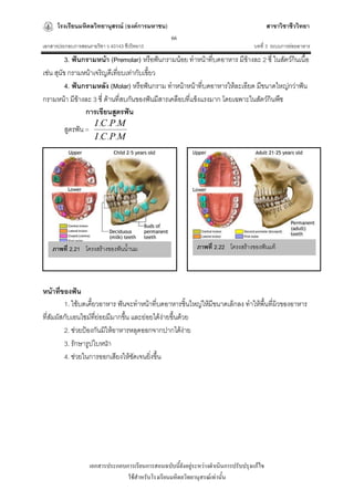 โรงเรียนมหิดลวิทยานุสรณ์ (องค์การมหาชน)                                              สาขาวิชาชีววิทยา
                                                   66
เอกสารประกอบการสอนรายวิชา ว 40143 ชีววิทยา3                                         บทที่ 3 ระบบการย่อยอาหาร
          3. ฟันกรามหน้า (Premolar) หรือฟันกรามน้อย ทาหน้าที่บดอาหาร มีข้างละ 2 ซี่ ในสัตว์กินเนื้อ
เช่น สุนัข กรามหน้าเจริญดีเที่ยบเท่ากับเขี้ยว
          4. ฟันกรามหลัง (Molar) หรือฟันกราม ทาหน้าหน้าที่บดอาหารให้ละเอียด มีขนาดใหญ่กว่าฟัน
กรามหน้า มีข้างละ 3 ซี่ ด้านที่สบกันของฟันมีสารเคลือบที่แข็งแรงมาก โดยเฉพาะในสัตว์กินพืช
                  การเขียนสูตรฟัน
                    I .C . P. M
          สูตรฟัน =
                    I .C . P. M

++




     ภาพที่ 2.21 โครงสร้างของฟันน้านม                        ภาพที่ 2.22 โครงสร้างของฟันแท้




หน้าที่ของฟัน
         1. ใช้บดเคี้ยวอาหาร ฟันจะทาหน้าที่บดอาหารชิ้นใหญ่ให้มีขนาดเล็กลง ทาให้พื้นที่ผิวของอาหาร
ที่สัมผัสกับเอนไซม์ทย่อยมีมากขึน และย่อยได้ง่ายขึ้นด้วย
                      ี่        ้
         2. ช่วยป้องกันมิให้อาหารหลุดออกจากปากได้ง่าย
         3. รักษารูปใบหนา ้
         4. ช่วยในการออกเสียงให้ชดเจนยิงขึ้น
                                  ั     ่




                   เอกสารประกอบการเรียนการสอนฉบับนี้ยังอยู่ระหว่างดาเนินการปรับปรุงแก้ไข
                                ใช้สาหรับโรงเรียนมหิดลวิทยานุสรณ์เท่านั้น
 