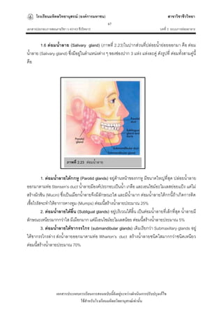 โรงเรียนมหิดลวิทยานุสรณ์ (องค์การมหาชน)                                              สาขาวิชาชีววิทยา
                                                   67
เอกสารประกอบการสอนรายวิชา ว 40143 ชีววิทยา3                                         บทที่ 3 ระบบการย่อยอาหาร


        1.6 ต่อมน้้าลาย (Salivary gland) (ภาพที่ 2.23)ในปากส่วนที่ปล่อยน้าย่อยออกมา คือ ต่อม
น้าลาย (Salivary gland) ซึ่งมีอยู่ในตาแหน่งต่าง ๆ ของช่องปาก 3 แห่ง แห่งละคู่ ดังรูปที่ ต่อมทั้งสามคู่นี้
คือ




                          ภาพที่ 2.23 ต่อมน้าลาย


          1. ต่อมน้้าลายใต้กกหู (Parotid glands) อยู่ด้านหน้าของกกหู มีขนาดใหญ่ที่สุด ปล่อยน้าลาย
ออกมาตามท่อ Stensen’s duct น้าลายมีองค์ประกอบเป็นน้า เกลือ และเอนไซม์อะไมเลสย่อยแป้ง แต่ไม่
สร้างมิวซิน (Mucin) ซึ่งเป็นเมือกน้าลายจึงมีลักษณะใส และมีน้ามาก ต่อมน้าลายใต้กกนี้ถ้าเกิดการติด
เชื้อไวรัสจะทาให้อาการคางทูม (Mumps) ต่อมนี้สร้างน้าลายประมาณ 25%
          2. ต่อมน้้าลายใต้ลิ้น (Subligual glands) อยู่บริเวณใต้ลิ้น เป็นต่อมน้าลายที่เล็กที่สุด น้าลายมี
ลักษณะเหนียวมากกว่าใส มีเมือกมาก แต่มีเอนไซม์อะไมเลสน้อย ต่อมนี้สร้างน้าลายประมาณ 5%
          3. ต่อมน้้าลายใต้ขากรรไกร (submandibular glands) เดิมเรียกว่า Submaxillary glands อยู่
ใต้ขากรรไกรล่าง ส่งน้าลายออกมาตามท่อ Wharton’s duct สร้างน้าลายชนิดใสมากกว่าชนิดเหนีย ว
ต่อมนี้สร้างน้าลายประมาณ 70%




                   เอกสารประกอบการเรียนการสอนฉบับนี้ยังอยู่ระหว่างดาเนินการปรับปรุงแก้ไข
                                ใช้สาหรับโรงเรียนมหิดลวิทยานุสรณ์เท่านั้น
 