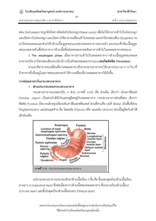 โรงเรียนมหิดลวิทยานุสรณ์ (องค์การมหาชน)                                              สาขาวิชาชีววิทยา
                                                   69
เอกสารประกอบการสอนรายวิชา ว 40143 ชีววิทยา3                                         บทที่ 3 ระบบการย่อยอาหาร


อ่อน (Soft palate) จะถูกดึงปิดทางติดต่อกับโพรงจมูก(Nasal cavity) เพื่อไม่ให้อาหารเข้าไปในโพรงจมูก
และเปิดทางในโพรงจมูก และเปิดทางให้อาหารเคลื่อนเข้าไปคอหอย และฝาปิดกล่องเสียง (Epiglottis) จะ
ยกปิ ดหลอดลมและช่วยให้ก ล้ามเนื้อหูรูดตอนบนของหลอดอาหารคลายตัว และขณะที่ก ล้มเนื้อหูรูด
ตอนบนคลายตัวเพื่อรับอาหาร กล้ามเนื้อที่ผนังคอหอยจะหดดันอาหารเข้าไปในหลอดอาหารตอนบน
        3. The esophageal phase เมื่ออาหารผ่านเข้าไปในหลอดอาหาร กล้ามเนื้อหู รูดของหลอด
อาหารจะปิด ฝาปิดกล่องเสียงจะเปิด มีการบีบตัวของหลอดอาหารแบบเพอริสตัลซิส (Peristalsis)
        ตามปกติอาหารจะเคลื่อนที่ผ่านหลอดอาหารถึงกระเพาะอาหารจะใช้เวลาประมาณ 5-10 วินาที่
ถ้าอาหารที่กลืนอยู่ในสภาพของเหลวจะทาให้การเคลื่อนที่ผ่านหลอดอาหารได้เร็วขึ้น

การย่อยอาหารในกระเพาะอาหาร
        1. ส่วนประกอบของกระเพาะอาหาร
            กระเพาะอาหารแบ่งออกเป็น 4 ส่วน (ภาพที่ 2.24) คือ ส่วนต้น เรียกว่า ส่วนคาร์ดิแอค
(Cardiac region) เป็นส่วนใกล้หัวใจและอยู่ติดอยูกับหลอดอาหาร กระเพาะอาหารส่วนที่สอง เรียกว่า
                                                ่
ฟัสดัส (Fundus) มีขนาดเล็กอยุ่เหนือระดับคาร์ดิแอคสฟิงเตอร์ ส่วนที่สามคือ บอดี (Body) เป็นพืนที่ส่วน
                                                                                           ้
ใหญ่ของกระเพาะ และส่วนสุดท้าย คือ ไพลอรัส (Pylorus) หรือ แอนทรัม (Antrum) ส่วนนี้อยู่ติดกับลาไส้
เล็กส่วนต้น




               ภาพที่ 2.24 ส่วนประกอบของกระเพาะอาหาร


             ผนังกระเพาะอาหารประกอบด้วยกล้ามเนื้อเรียบ 3 ชัน คือ ชั้นนอกสุดเป็นกล้ามเนื้อเรียบ
                                                             ้
ตามยาว (Longitudinal layer) ซึ่งต่อเนื่องจากกล้ามเนื้อของหลอดอาหาร ชั้นกลางเป็นกล้ามเนื้อวง
(Circular layer) และชั้นในสุดเป็นกล้ามเนื้อทะแยง (Oblique layer)


                   เอกสารประกอบการเรียนการสอนฉบับนี้ยังอยู่ระหว่างดาเนินการปรับปรุงแก้ไข
                                ใช้สาหรับโรงเรียนมหิดลวิทยานุสรณ์เท่านั้น
 