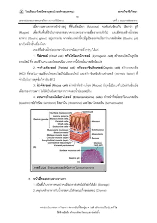 โรงเรียนมหิดลวิทยานุสรณ์ (องค์การมหาชน)                                              สาขาวิชาชีววิทยา
                                                   70
เอกสารประกอบการสอนรายวิชา ว 40143 ชีววิทยา3                                         บทที่ 3 ระบบการย่อยอาหาร
             เมื่อกระเพาะอาหารยังว่างอยู่ ที่ชนเยื่อเมือก (Mucosa) จะพับย่นซ้อนกัน เรียกว่า รูกี
                                              ั้
(Rugae) เพื่อเพิ่มพื้นที่ผิวในการขยายขนาดกระเพาะอาหารเมื่ออาหารเข้าไป และมีต่อมสร้างน้าย่อย
อาหาร (Gastric gland) อยู่มากมาย จากต่อมเหล่านี้จะมีรูเปิดของท่อเรียกว่าแกสตริกพิท (Gastric pit)
มาเปิดที่ผิวชั้นเยื่อเมือก
             เซลล์ที่สร้างน้าย่อยอาหารมีหลายชนิด(ภาพที่ 2.25) ได้แก่
             1. ชีฟเซลล์ (Chief cell) หรือไซโมเจนิกเซลล์ (Zymogenic cell) สร้างเอนไซม์ในรูปโพ
รเอนไซม์ ชื่อ เพปซิโนเจน และโพรเรนนิน นอกจากนี้ยงหลังแกสตริกไลเปส
                                                     ั ่
             2. พาริเอตัลเซลล์ (Parietal cell) หรือออกซินติกเซลล์(Oxyntic cell) สร้างกรดเกลือ
(HCl) ที่ช่วยในการเปลี่ยนโพรเอนไซม์ไปเป็นเอนไซม์ และสร้างอินทรินซิกแฟกเตอร์ (Intrinsic factor) ที่
จาเป็นในการดูดซึมวิตามิน B12
             3. มิวคัสเซลล์ (Mucus cell) ทาหน้าที่สร้างเมือก (Mucus) มีฤทธิเ์ ป็นเบสไปป้องกันชั้นเยื่อ
เมือกของกระเพาะ ไม่ให้เป็นอันตรายจากกรดและน้าย่อยเพปซิน
             4. เอนเทอโรเอนโดไครน์เซลล์ (Enteroendocrine cells) ทาหน้าทีหลั่งฮอร์โมนแกสตริน
                                                                                 ่
(Gastrin) เซโรโทนิน (Serotonin) ฮีสตามีน (Histamine) และโซมาโตสเตติน (Sematostatin)




              ภาพที่ 2.25 ลักษณะของเซลล์ชนิดต่างๆ ในกระเพาะอาหาร


         2. หน้าที่ของกระเพาะอาหาร
            1. เป็นทีเ่ ก็บอาหารจนกว่าจะถึงเวลาส่งต่อไปยังลาไส้เล็ก (Storage)
            2. คลุกเคล้าอาหารกับน้าย่อยจนมีลักษณะกึ่งของเหลว (Chyme)


                   เอกสารประกอบการเรียนการสอนฉบับนี้ยังอยู่ระหว่างดาเนินการปรับปรุงแก้ไข
                                ใช้สาหรับโรงเรียนมหิดลวิทยานุสรณ์เท่านั้น
 