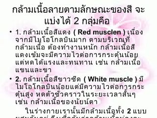 กล้ามเนื้อลายตามลักษณะของสี จะ
         แบ่งได้ 2 กลุ่มคือ
• 1. กล้า มเนือ สีแ ดง ( Red musclen ) เนือ ง
               ้                                ่
  จากมีไ มโอโกลบิน มาก ตามบริเ วณที่
  กล้า มเนือ ต้อ งทำา งานหนัก กล้า มเนือ สี
            ้                               ้
  แดงเข้ม จะมีค วามไวต่อ การกระตุ้น น้อ ย
  แต่ห ดได้แ รงและทนทาน เช่น กล้า มเนือ           ้
  แขนและขา
• 2. กล้า มเนือ สีข าวซีด ( White muscle ) มี
                 ้
  ไมโอโกลบิน น้อ ยแต่ม ค วามไวต่อ การกระ
                          ี
  ตุ้น สูง หดตัว ชัว คราวในระยะเวลาสัน ๆ
                     ่                        ้
  เช่น กล้า มเนือ ของนัย น์ต า
                   ้
       ในร่า งกายเรานัน มีก ล้า มเนื้อ ทั้ง 2 แบบ
                        ้
 