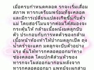เมือ ครบกำา หนดคลอด รกจะเริ่ม เสื่อ ม
    ่
สภาพ ทารกเตรีย มพร้อ มที่จ ะคลอด
และมีก ารเปลี่ย นแปลงเกิด ขึ้น กับ ตัว
แม่ โดยฮอร์โ มนจากต่อ มใต้ส มองจะ
กระตุ้น ให้ กล้า มเนื้อ ผนัง มดลูก บีบ
ตัว ประกอบกับ การหดตัว ของกล้า ม
เนือ หน้า ท้อ งทำา ให้ป ากมดลูก เปิด ถุง
      ้
นำ้า ครำ่า จะแตก มดลูก จะบีบ ตัว อย่า ง
แรง ดัน ให้ท ารกคลอดออกมาทาง
ช่อ งคลอด โดยปกติส ่ว นหัว ของ
ทารกจะโผล่อ อกมาก่อ นหลัง จาก
ทารกคลอดออกมา แพทย์จ ะผูก สาย
 