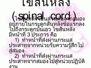 ไขสัน หลัง
 (ไขสันหลัง เป็นส่วนต่อจากสมอง
   spinal  cord ) 
อยู่ภายในกระดูกสันหลังข้อแรกลง
ไปถึงกระดูกบั้นเอว ไขสันหลัง
มีหน้าที่ 3 ประการ คือ
    1)  ทำาหน้าที่ส่งผ่านกระแส
ประสาทจากหน่วยรับความรู้สึกไป
สู่สมอง
    2)  ทำาหน้าที่ส่งผ่านกระแส
ประสาทจากสมองไปสู่หน่วยปฏิบัติ
 