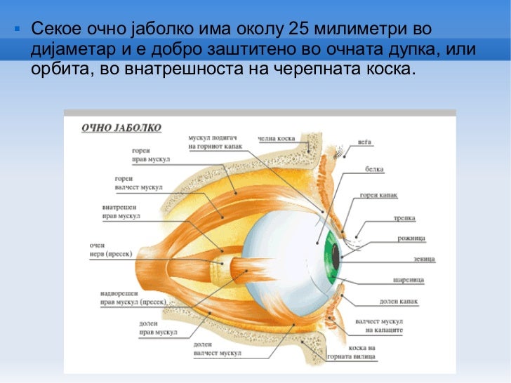 окото како оптички систем