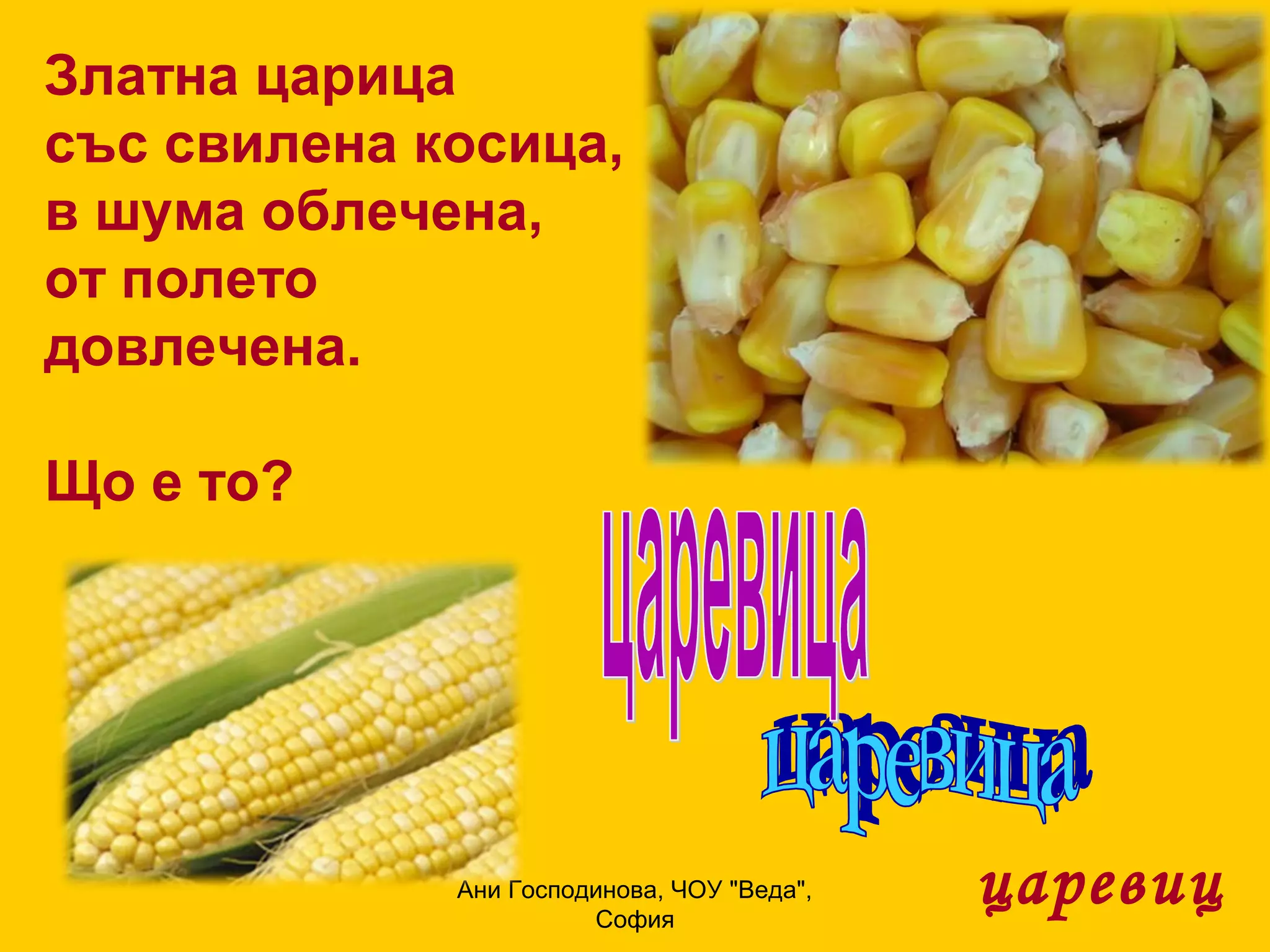 Златна царица
със свилена косица,
в шума облечена,
от полето
довлечена.

Що е то?




             Ани Господинова, ЧОУ "Веда",
                       София
                                            царевиц
 