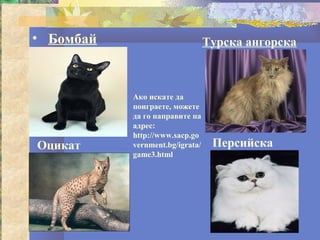 • Бомбай                         Турска ангорска



           Ако искате да
           поиграете, можете
           да го направите на
           адрес:
           http://www.sacp.go
Оцикат     vernment.bg/igrata/    Персийска
           game3.html
 