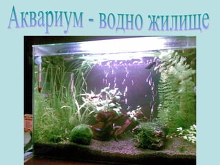 Анна Господинова, ЧОУ "Веда", София
 