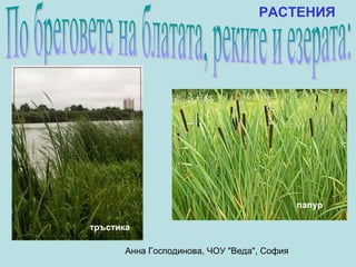 РАСТЕНИЯ




                                             папур

тръстика

       Анна Господинова, ЧОУ "Веда", София
 