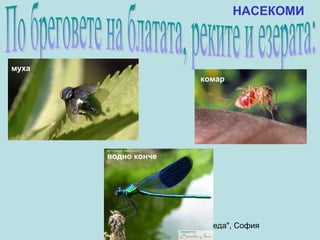 НАСЕКОМИ



муха
                            комар




       водно конче




        Анна Господинова, ЧОУ "Веда", София
 