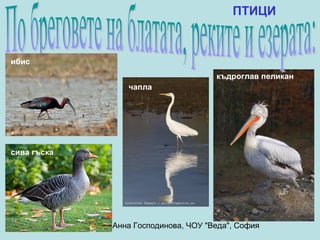 ПТИЦИ


ибис
                                     къдроглав пеликан
                чапла




сива гъска




             Анна Господинова, ЧОУ "Веда", София
 