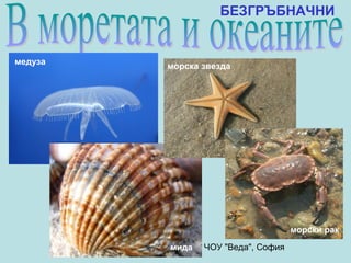 БЕЗГРЪБНАЧНИ


медуза
                  морска звезда




                                               морски рак
         Анна Господинова, ЧОУ "Веда", София
                   мида
 