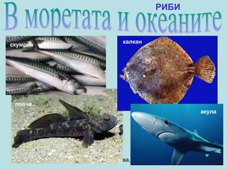 РИБИ


                        калкан
скумрия




 попче
                                                акула




          Анна Господинова, ЧОУ "Веда", София
 