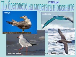 ПТИЦИ


гларус
                                  албатрос




    морска чайка                           буревестник
                   Анна Господинова, ЧОУ "Веда", София
 