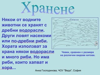 Някои от водните
животни се хранят с
дребни водорасли.
Други ловят насекоми
или по-дребни риби.
Хората използват за
храна някои водорасли            Човек, сравнен с размера
                                на различни видове китове.
и много риби. Но има
риби, които хапват и
хора...
             Анна Господинова, ЧОУ "Веда", София
 