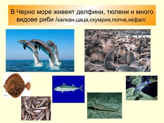 В Черно море живеят делфини, тюлени и много
  видове риби /калкан,цаца,скумрия,попче,кефал/
 