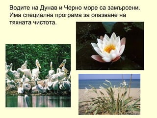 Водите на Дунав и Черно море са замърсени.
Има специална програма за опазване на
тяхната чистота.
 