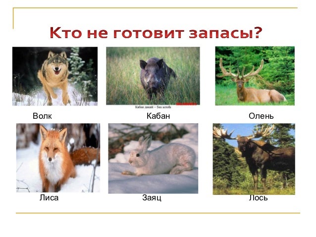 Презентация Жизнь Диких Животных Осенью Презентация Жизнь Диких Животных Осенью