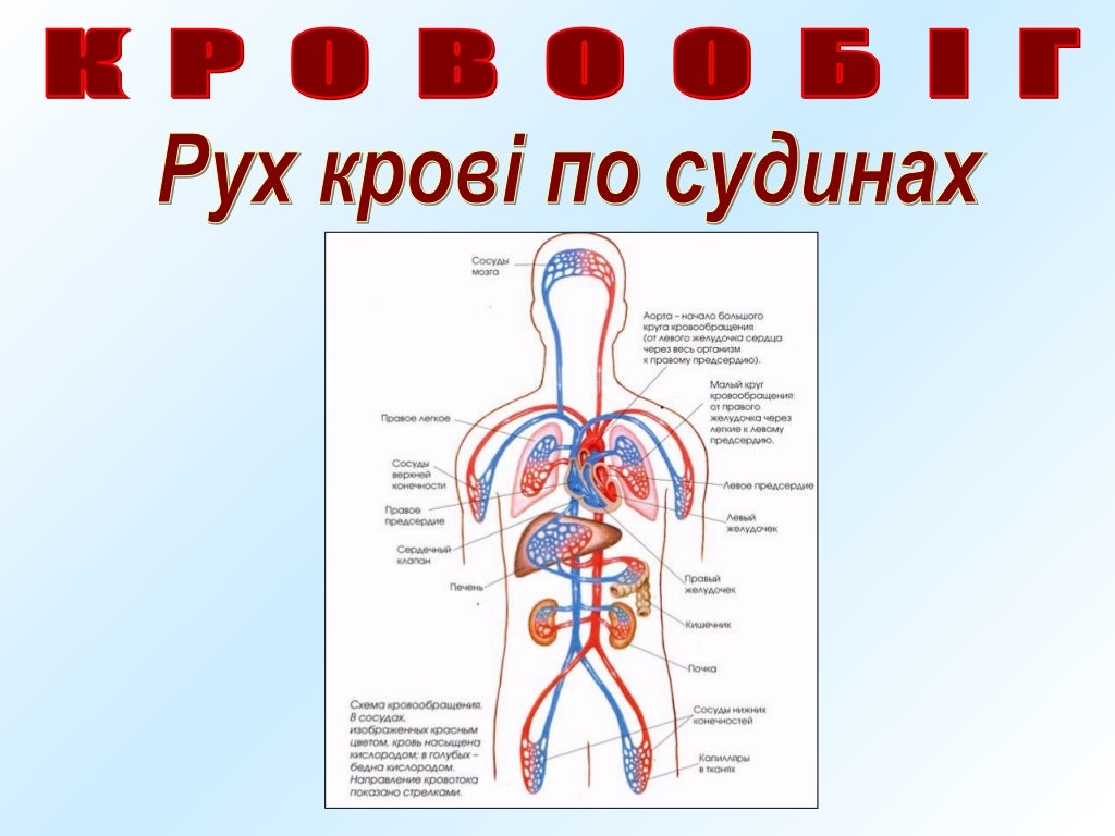 кровообіг людини