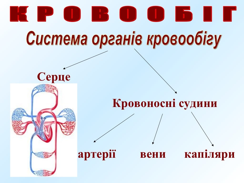 кровообіг людини