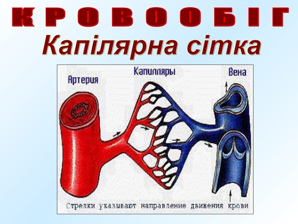 кровообіг людини
