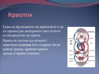 крвоток, крвен притисок, мерење на крвен притисок. | PPT