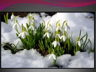 Весна в японском стиле