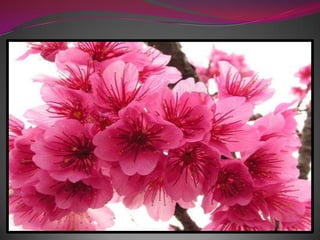 Весна в японском стиле