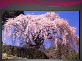 Весна в японском стиле