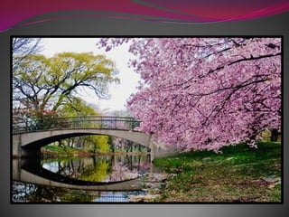 Весна в японском стиле