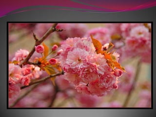 Весна в японском стиле