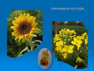 технически култури,
 