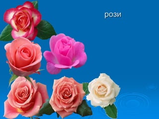 рози
 